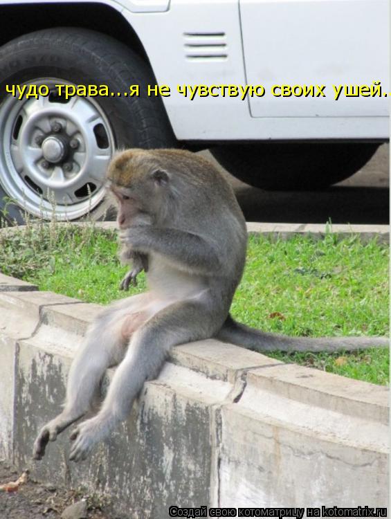 Котоматрица: чудо трава...я не чувствую своих ушей...