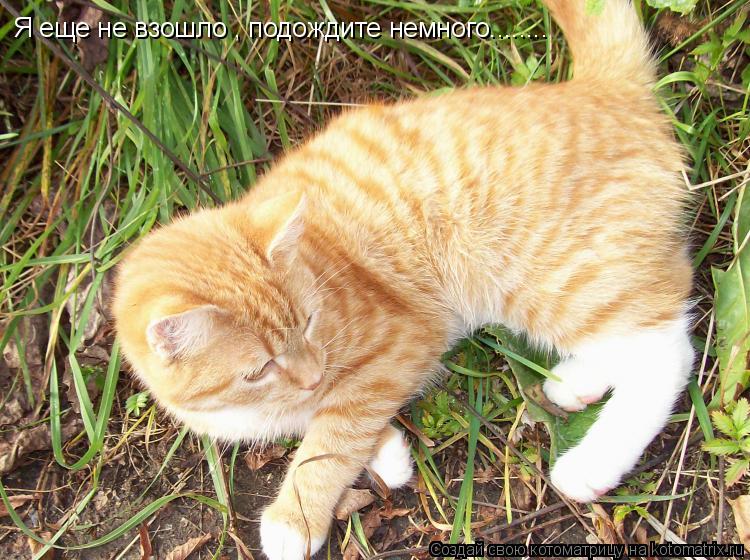 Котоматрица: Я еще не взошло , подождите немного........