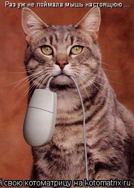 Котоматрица: Раз уж не поймала мышь настоящюю ... Раз уж не поймала мышь настоящюю ...