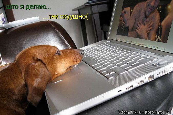 Котоматрица: што я делаю... ...так скуушно(