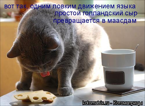 Котоматрица: вот так, одним ловким движением языка простой голландский сыр превращается в маасдам
