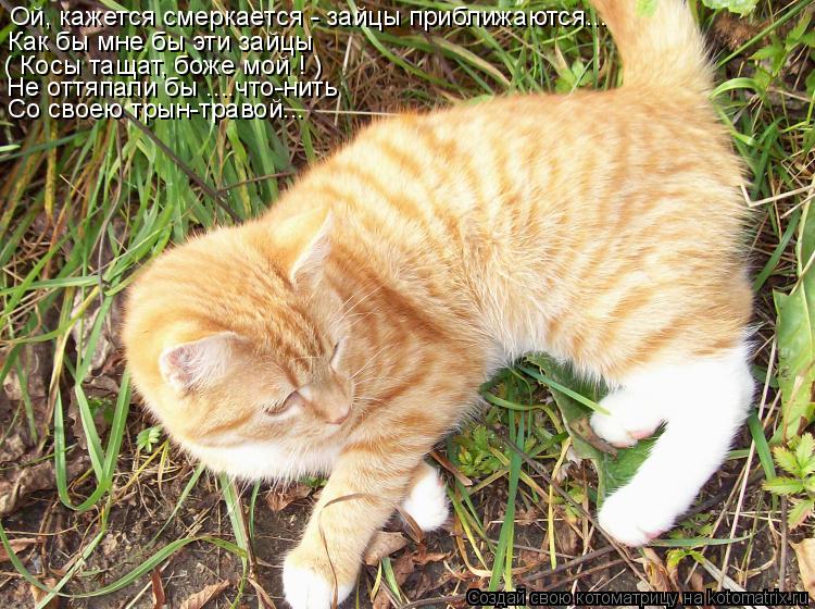Ой, кажется смеркается - зайцы приближаются... Как бы мне бы эти зайцы ( Косы тащат, боже мой ! ) Не ... Котоматрица: Ой, кажется смеркается - зайцы приближаются... Как бы мне бы эти зайцы ( Косы тащат, боже мой ! ) Не оттяпали бы ....что-нить Со своею трын-травой...