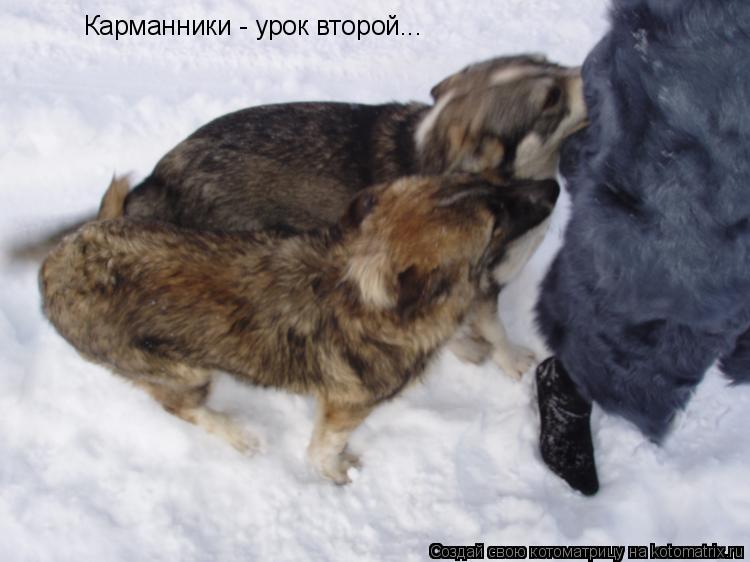 Котоматрица: Карманники - урок второй...