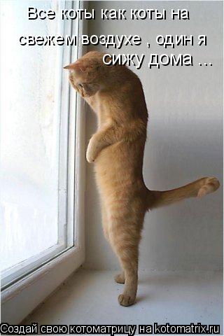 Котоматрица: Все коты как коты на  свежем воздухе , один я сижу дома ...