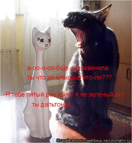 Котоматрица: в-оо-о-оо-бще одеревенела: в-оо-о-оо-бще одеревенела: ты что не слышиш что-ли??? -Я тебе пятый раз кричу я не зелёный это ты дальтоник