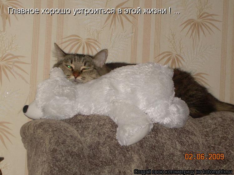 Котоматрица: Главное хорошо устроиться в этой жизни ! ...