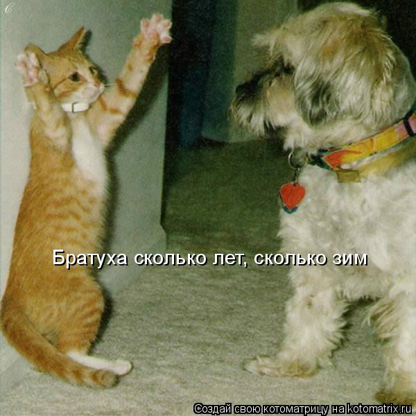 Котоматрица: Братуха сколько лет, сколько зим