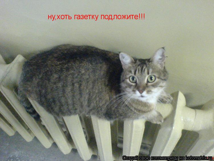 Котоматрица: ну,хоть газетку подложите!!!