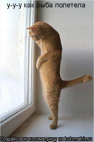 Котоматрица: у-у-у как рыба полетела