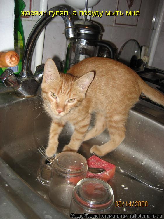 Котоматрица: жозяин гулял ,а посуду мыть мне