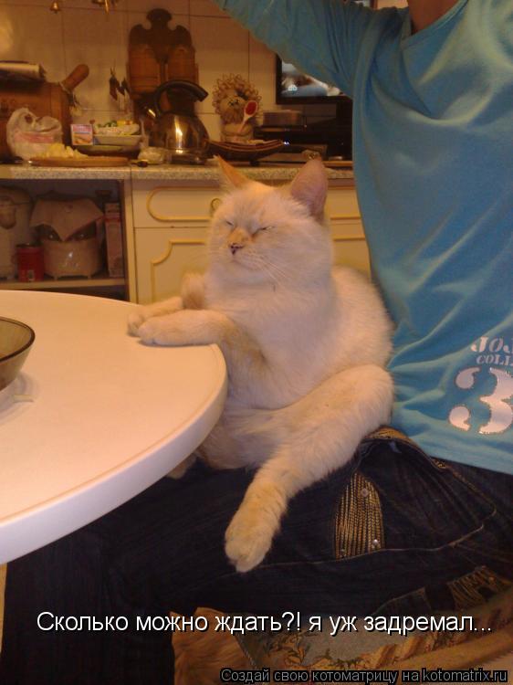 Котоматрица: Сколько можно ждать?! я уж задремал...