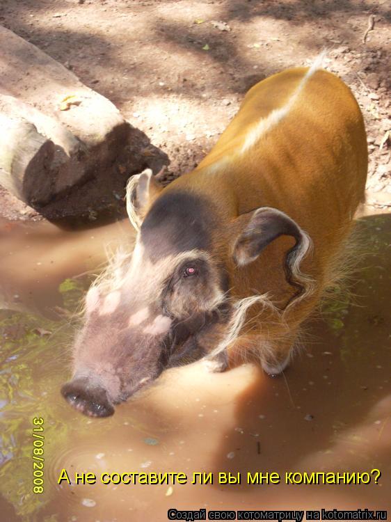 А не составите ли вы мне компанию?... Котоматрица: А не составите ли вы мне компанию?