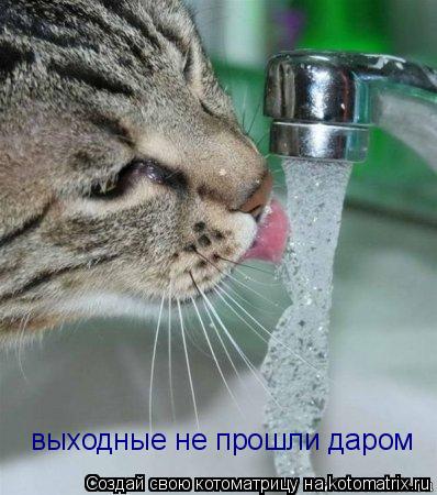 выходные не прошли даром... Котоматрица: выходные не прошли даром