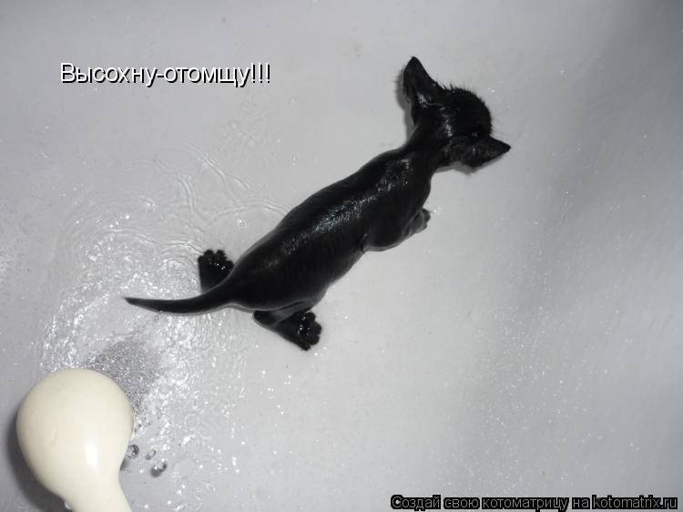 Высохну-отомщу!!!... Котоматрица: Высохну-отомщу!!!