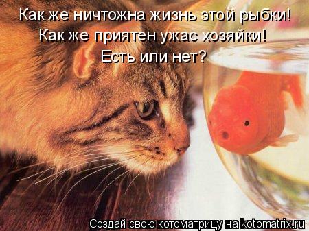Как же ничтожна жизнь этой рыбки! Как же приятен ужас хозяйки! Есть или нет?... Котоматрица: Как же ничтожна жизнь этой рыбки! Как же приятен ужас хозяйки! Есть или нет?