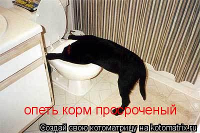опеть корм просроченый... Котоматрица: опеть корм просроченый