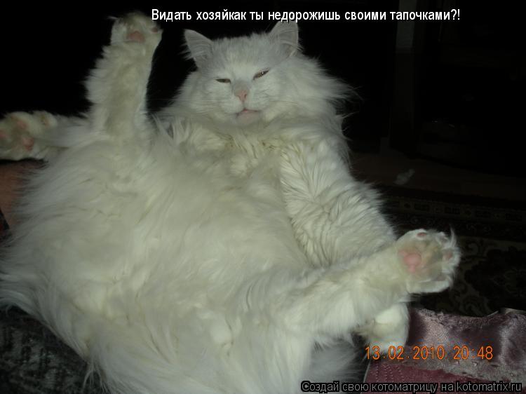 Видать хозяйкак ты недорожишь своими тапочками?!... Котоматрица: Видать хозяйкак ты недорожишь своими тапочками?!