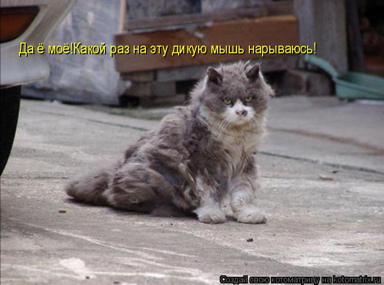 Да ё моё!Какой раз на эту дикую мышь нарываюсь!... Котоматрица: Да ё моё!Какой раз на эту дикую мышь нарываюсь!