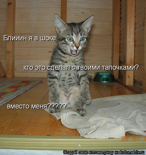 Блииин я в шоке кто это сделал с твоими тапочками? вместо меня?????... Котоматрица: Блииин я в шоке кто это сделал с твоими тапочками? вместо меня?????