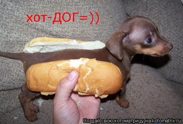 хот-ДОГ=))... Котоматрица: хот-ДОГ=))