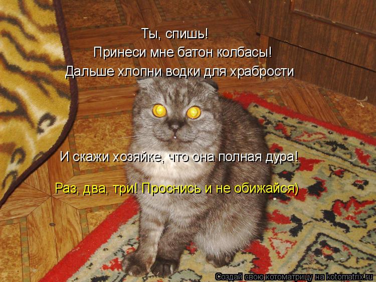 Ты, спишь! Принеси мне батон колбасы! Дальше хлопни водки для храбрости И скажи хозяйке, что она пол... Котоматрица: Ты, спишь! Принеси мне батон колбасы! Дальше хлопни водки для храбрости И скажи хозяйке, что она полная дура! Раз, два, три! Проснись и не обиж