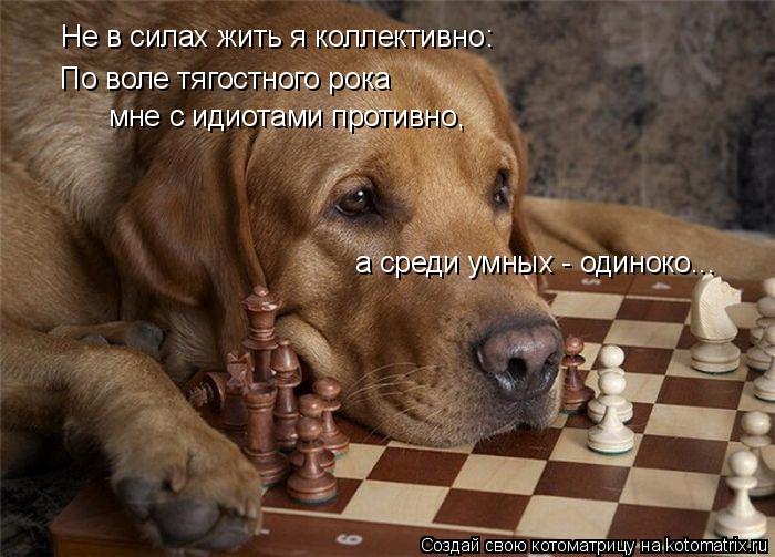 Не в силах жить я коллективно: По воле тягостного рока мне с идиотами противно, а среди умных - одино... Котоматрица: Не в силах жить я коллективно: По воле тягостного рока мне с идиотами противно, а среди умных - одиноко...