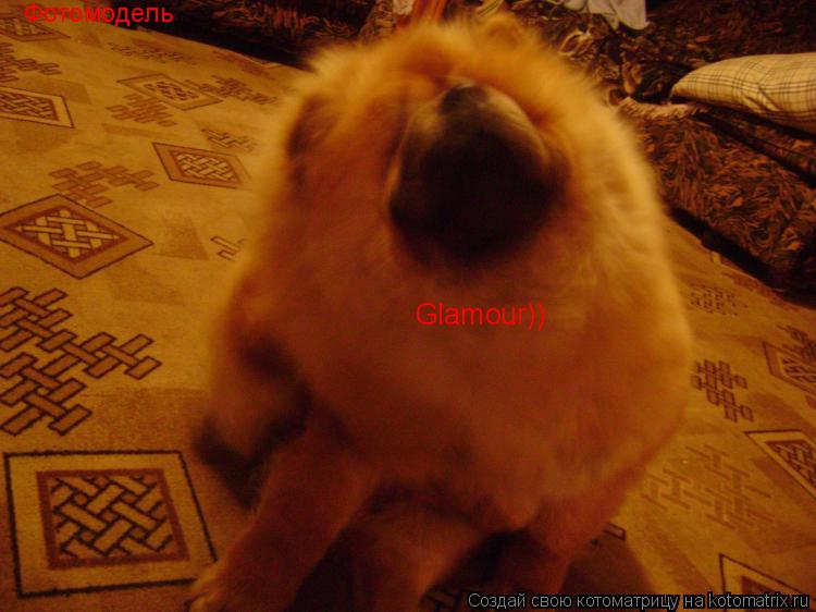 Glamour)) Фотомодель... Котоматрица: Glamour)) Фотомодель