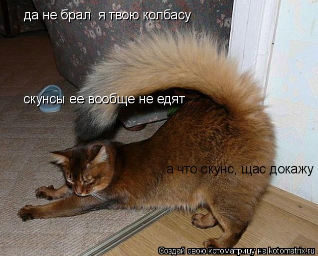 да не брал я твою колбасу скунсы ее вообще не едят а что скунс, щас докажу... Котоматрица: да не брал я твою колбасу скунсы ее вообще не едят а что скунс, щас докажу
