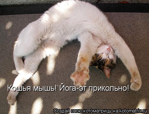 Котоматрица: Кошья мышь! Йога-эт прикольно!