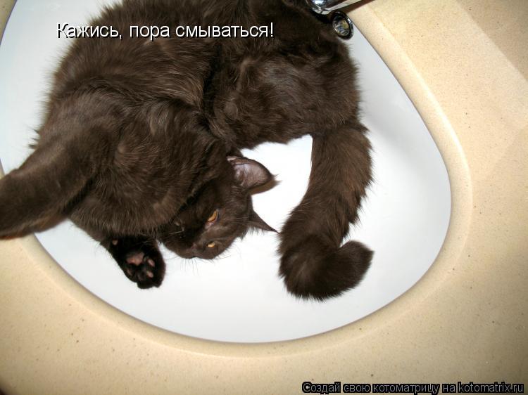 Котоматрица: Кажись, пора смываться!