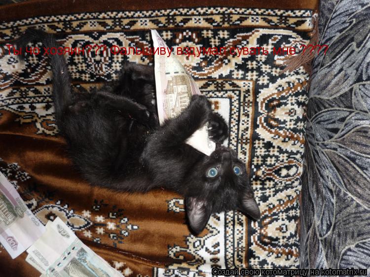 Котоматрица: Ты чо хозяин??? Фальшиву вздумал сувать мне ????