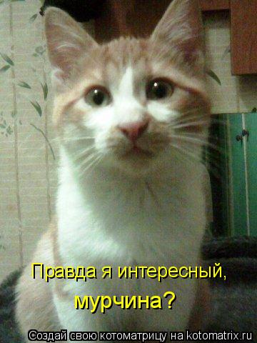 Котоматрица: Правда я интересный, мурчина?