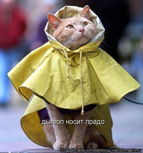 Котоматрица: дьявол носит прадо