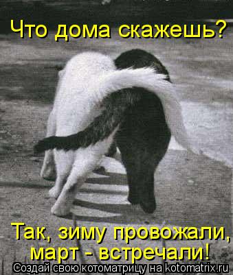 Что дома скажешь? март - встречали! Так, зиму провожали,... Котоматрица: Что дома скажешь? март - встречали! Так, зиму провожали,