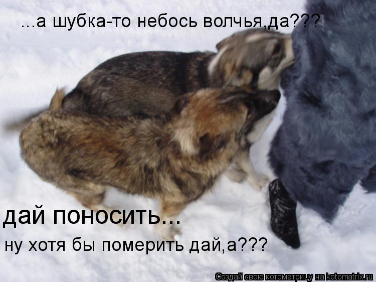 Котоматрица: ...а шубка-то небось волчья,да??? дай поносить... ну хотя бы померить дай,а???