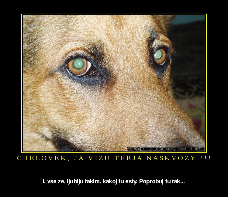 Котоматрица: Chelovek, ja vizu tebja naskvozy !!! I, vse ze, ljublju takim, kakoj tu esty. Poprobuj tu tak...