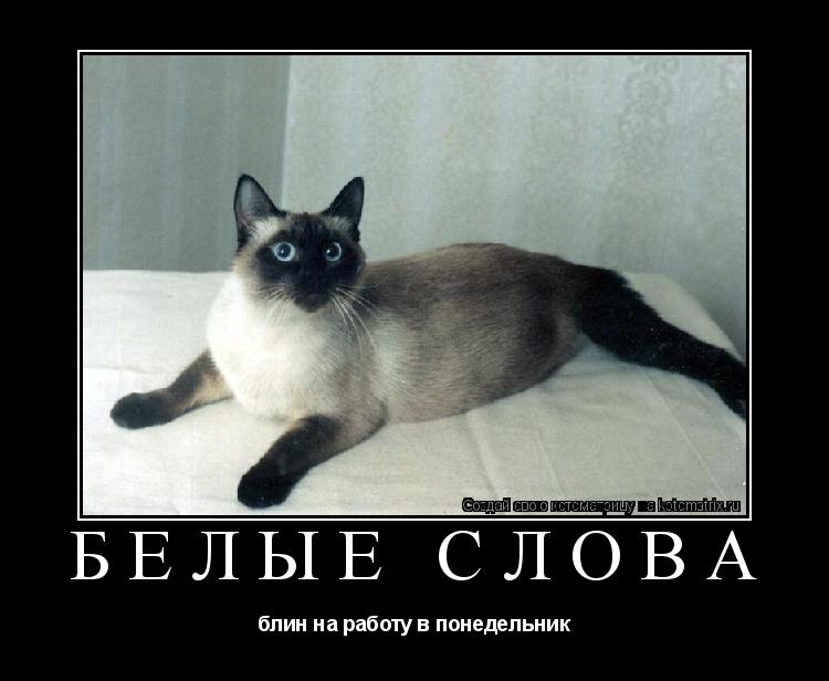 Котоматрица: белые слова блин на работу в понедельник