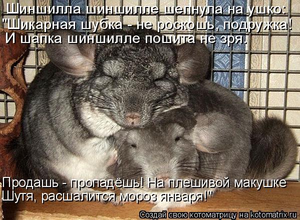 Котоматрица: Шиншилла шиншилле шепнула на ушко:  "Шикарная шубка - не роскошь, подружка!  И шапка шиншилле пошита не зря. Продашь - пропадёшь! На плешивой м
