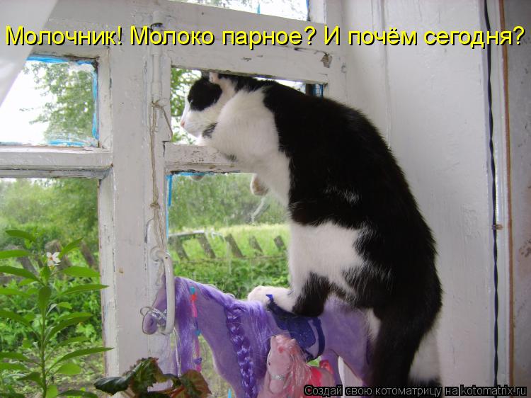 Котоматрица: Молочник! Молоко парное? И почём сегодня?