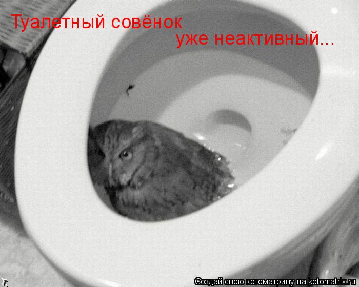 Котоматрица: Туалетный совёнок уже неактивный...