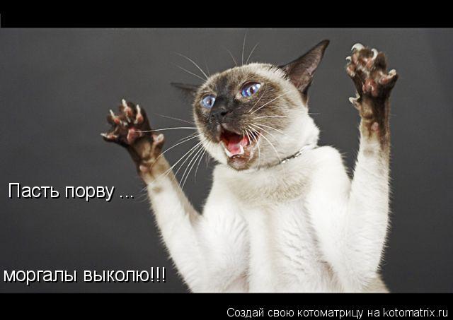 Котоматрица: Пасть порву ... моргалы выколю!!!