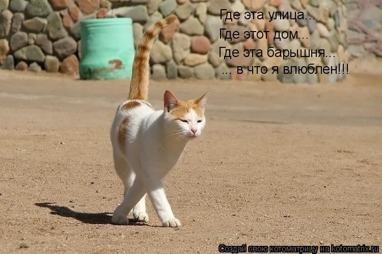 Котоматрица: Где эта улица... Где этот дом... Где эта барышня... ... в что я влюблен!!!