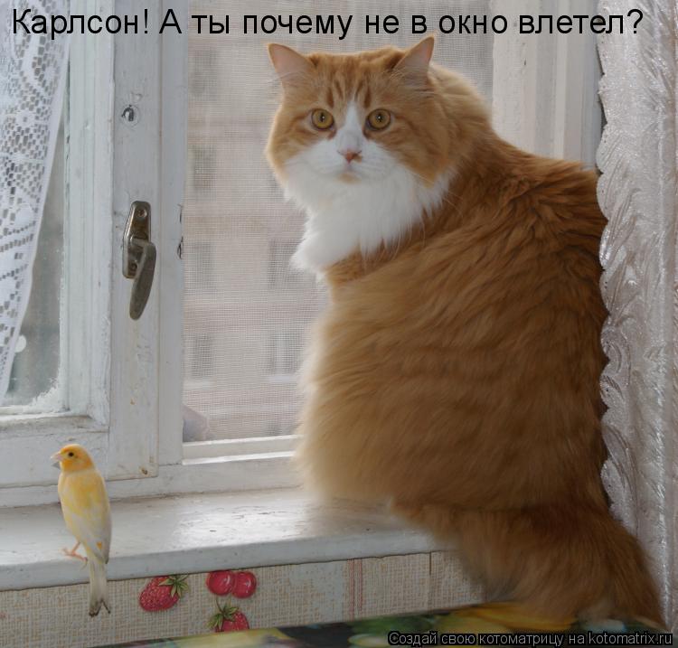 Карлсон! А ты почему не в окно влетел?... Котоматрица: Карлсон! А ты почему не в окно влетел?