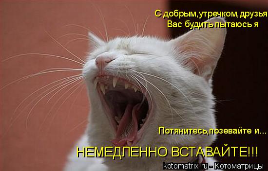 Котоматрица: С добрым,утречком,друзья Вас будить пытаюсь я Потянитесь,позевайте и... НЕМЕДЛЕННО ВСТАВАЙТЕ!!!