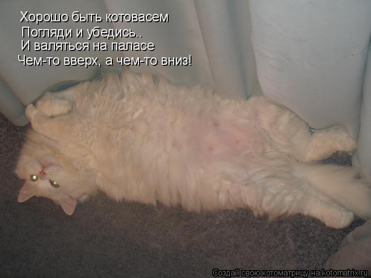 Котоматрица: Хорошо быть котовасем Погляди и убедись.. И валяться на паласе Чем-то вверх, а чем-то вниз!