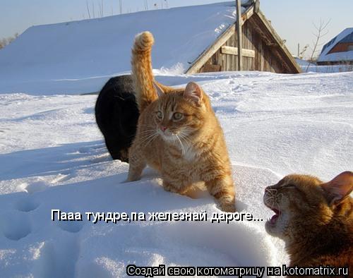 Котоматрица: Пааа тундре,па железнай дароге...