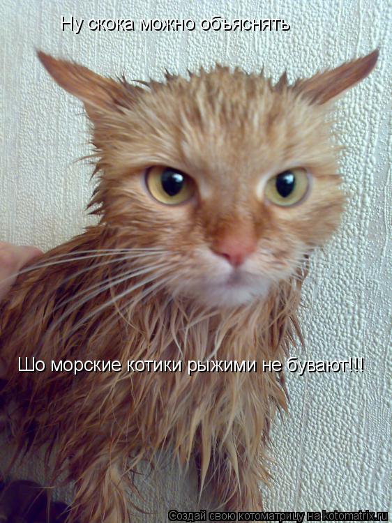 Котоматрица: Ну скока можно объяснять Шо морские котики рыжими не бувают!!!
