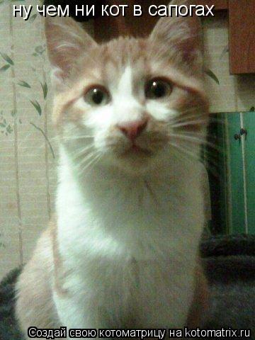 ну чем ни кот в сапогах... Котоматрица: ну чем ни кот в сапогах