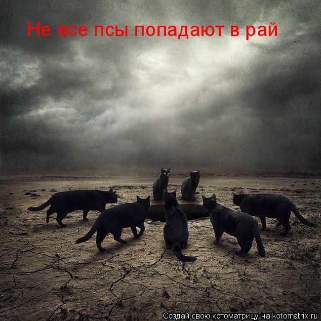 Котоматрица: Не все псы попадают в рай