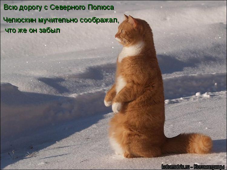 Котоматрица: Всю дорогу с Северного Полюса  что же он забыл Челюскин мучительно соображал,